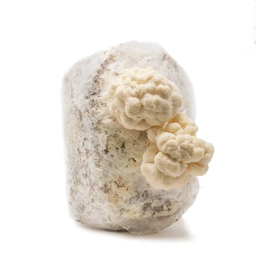 Lions Mane Fruiting Block Grow Kit
