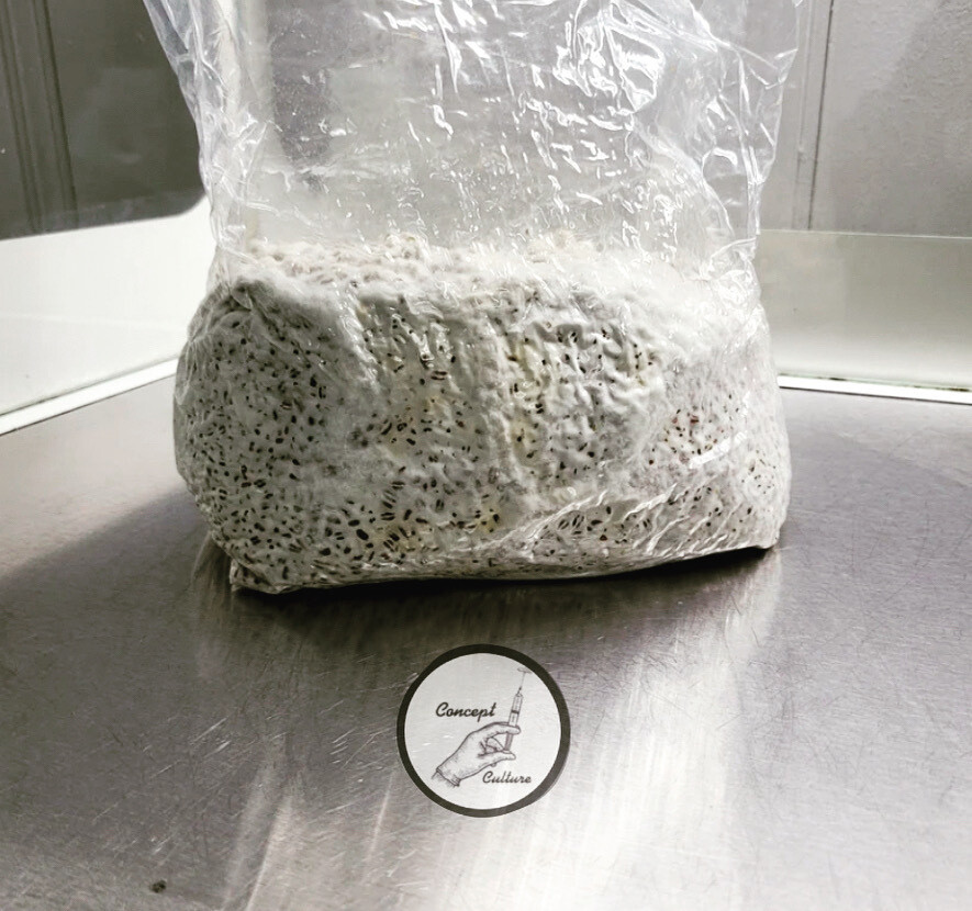 Fully colonized Grain spawn