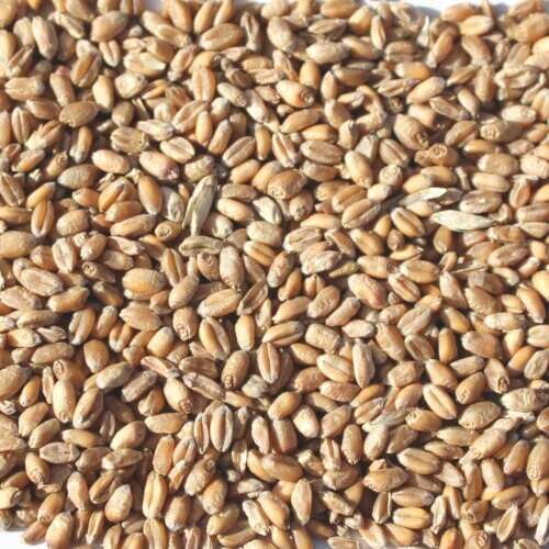 Futterweizen aus der Region, Mindestmenge 25kg Sack Futterweizen aus der Region, Mindestmenge 25kg Sack