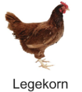 Hühner Legekorn aus der Region, 25kg Sack Hühner Legekorn aus der Region, 25kg Sack