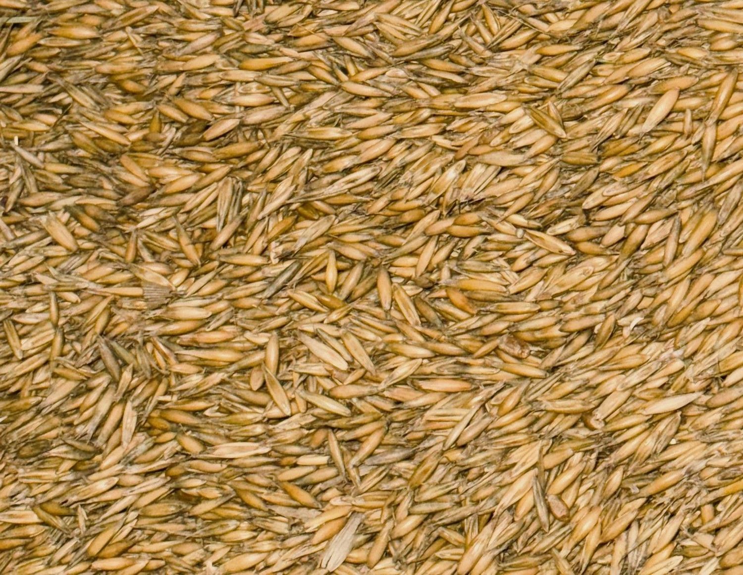 Futterhafer, 15kg