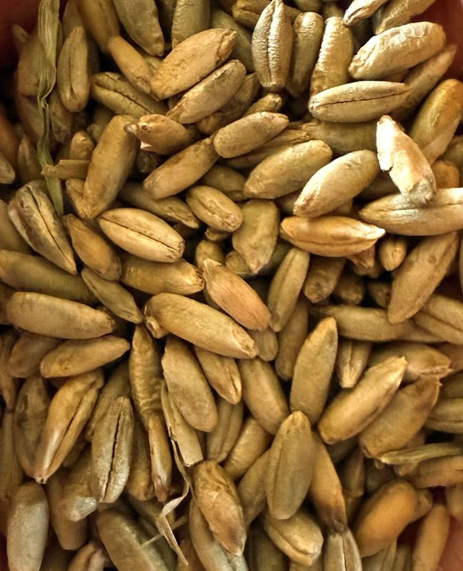Futterrogen, 25 kg