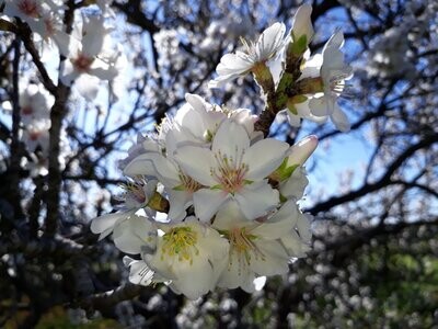 Usui Reiki Master Set, Online