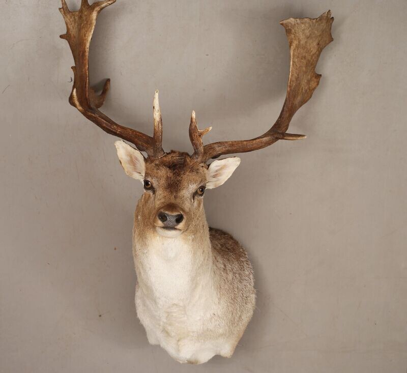 Damhirsch in stolzer Größe