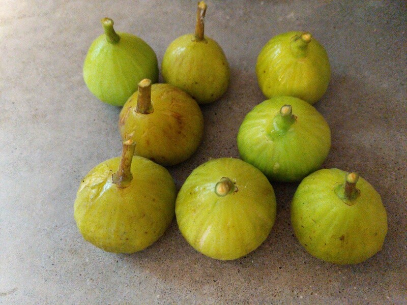 Italian Honey