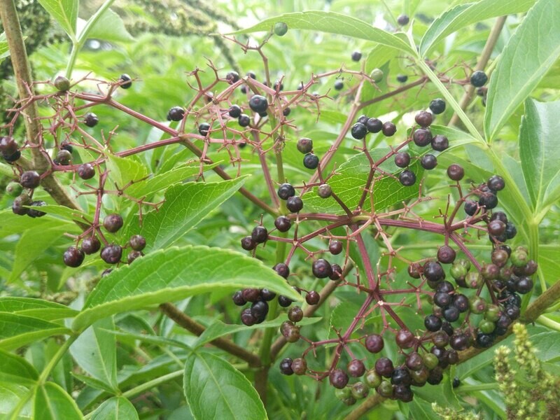 Euro Elderberry