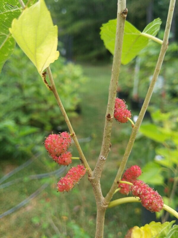 Thai Dwarf