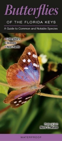 Butterflies Of The Florida Keys