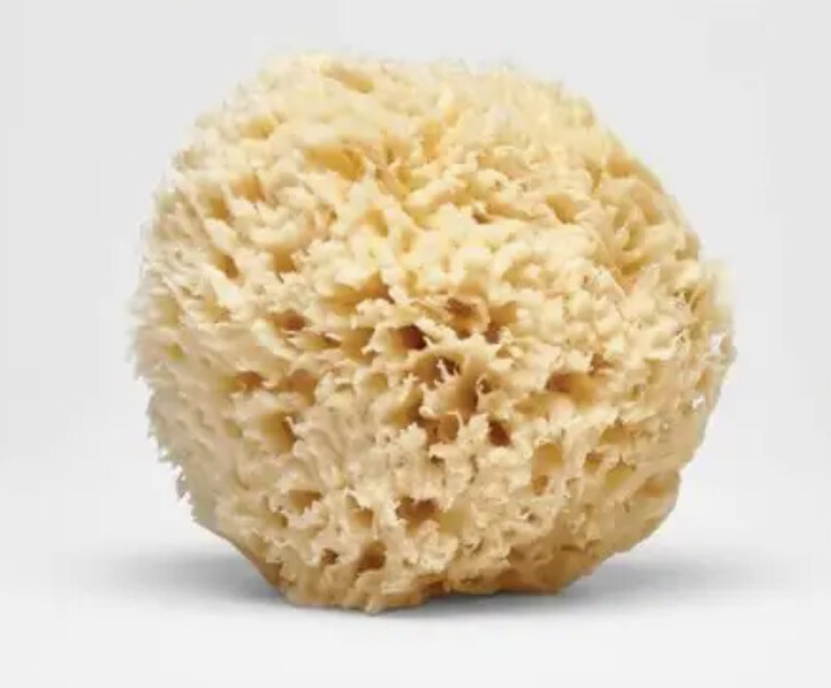 Large Natural Bath Sea Sponge ( Soft  )