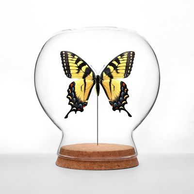 Tiger Swallowtail Butterfly Globe