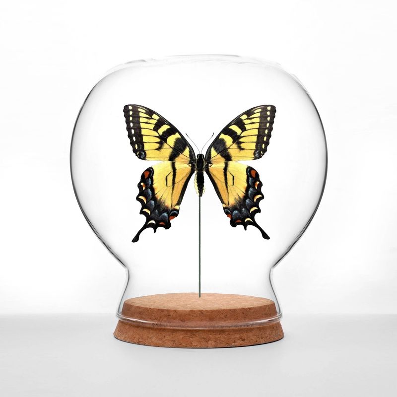 Tiger Swallowtail Butterfly Globe