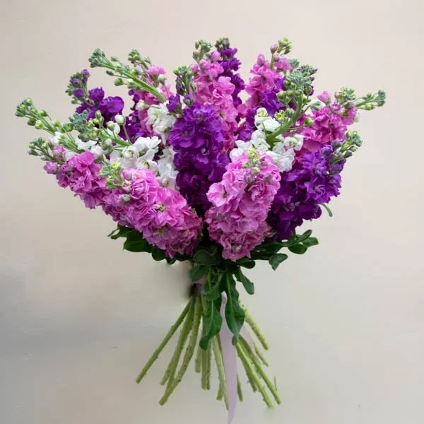 Bouquet of colorful mattiola