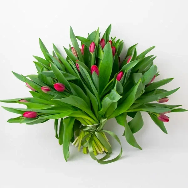 Red tulips (50 pc.)