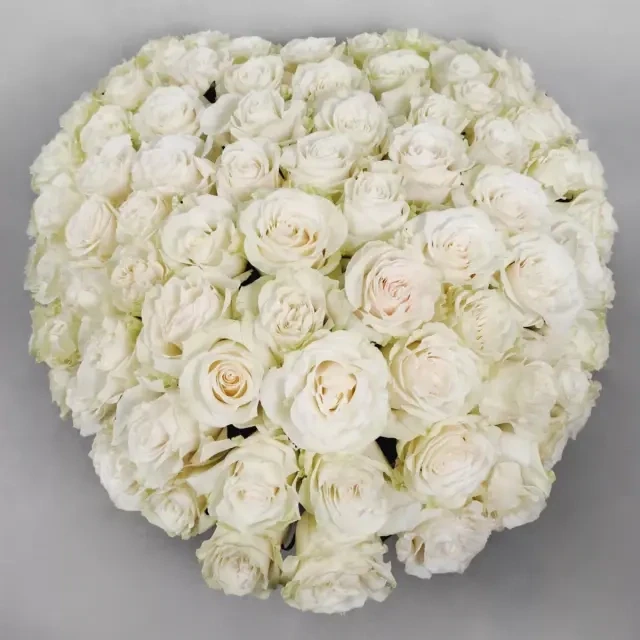 Heart-shaped big composition with 100 roses