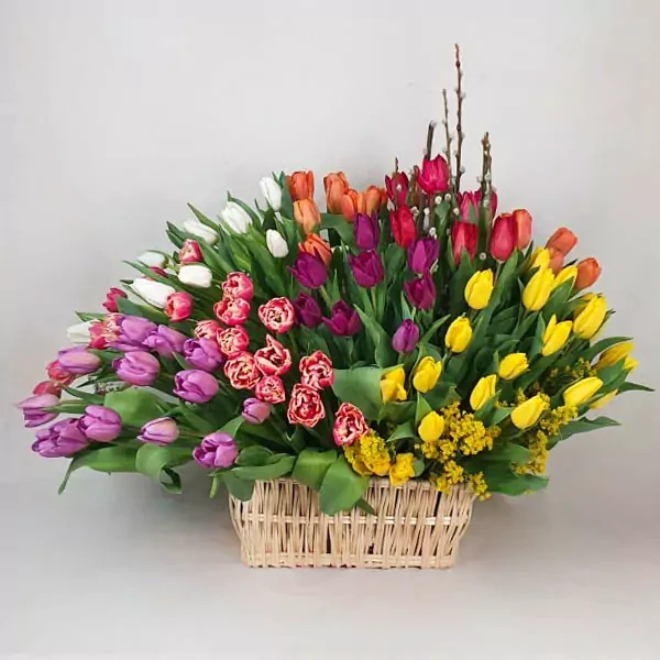 100 pieces of tulips of different colors are used in the composition.

