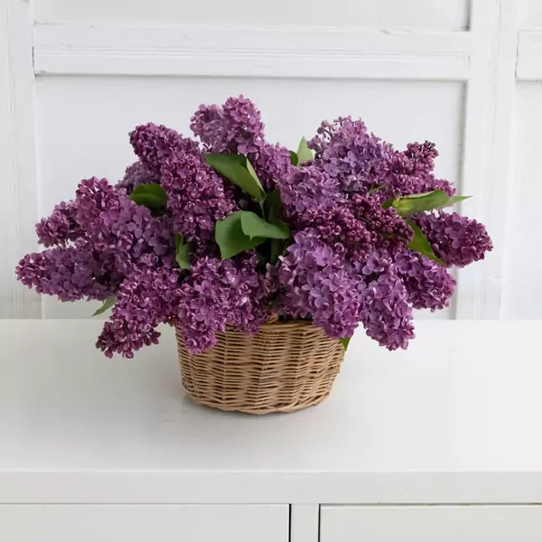 Basket of lilac