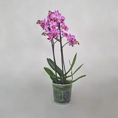 Светло-фиолетовая мини орхидея