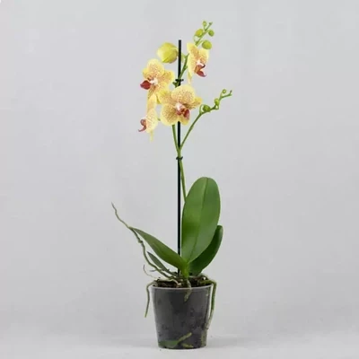 Желтая орхидея Phalaenopsis