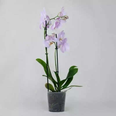 Нежно-фиолетовая двухстеблевая орхидея