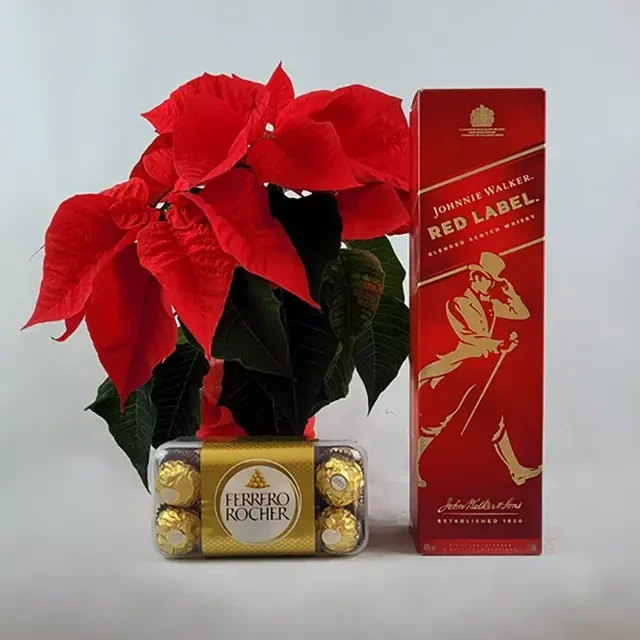 New Year's set with poinsettia and whiskey Johnnie Walker