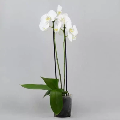 Orchid Phalaenopsis White
