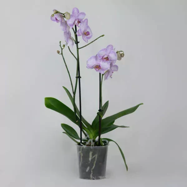Pinkish Orchid