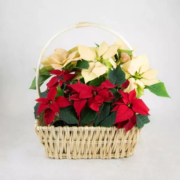 Big basket with cristmas star plant