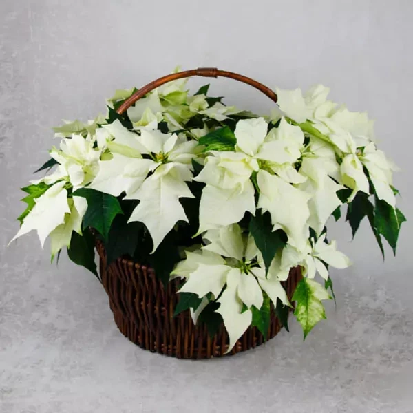 Big basket with creme Christmas star plant