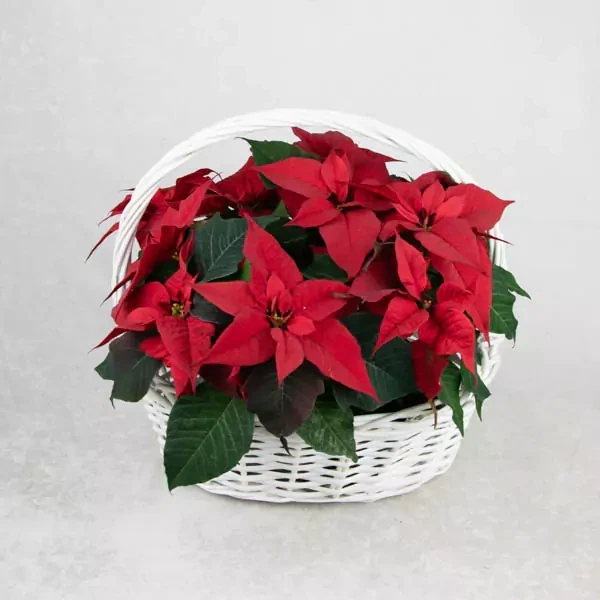 Basket with Christmas star plant