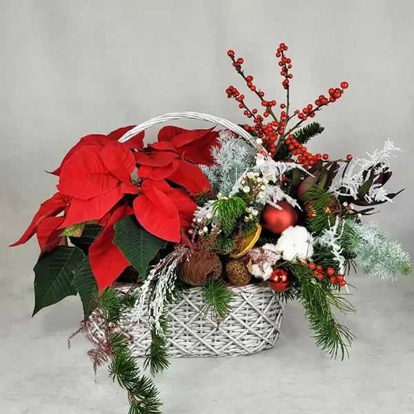 Christmas composition with a star flower in a basket