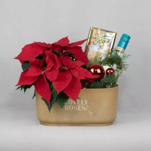 Gift set with Christmas star plant