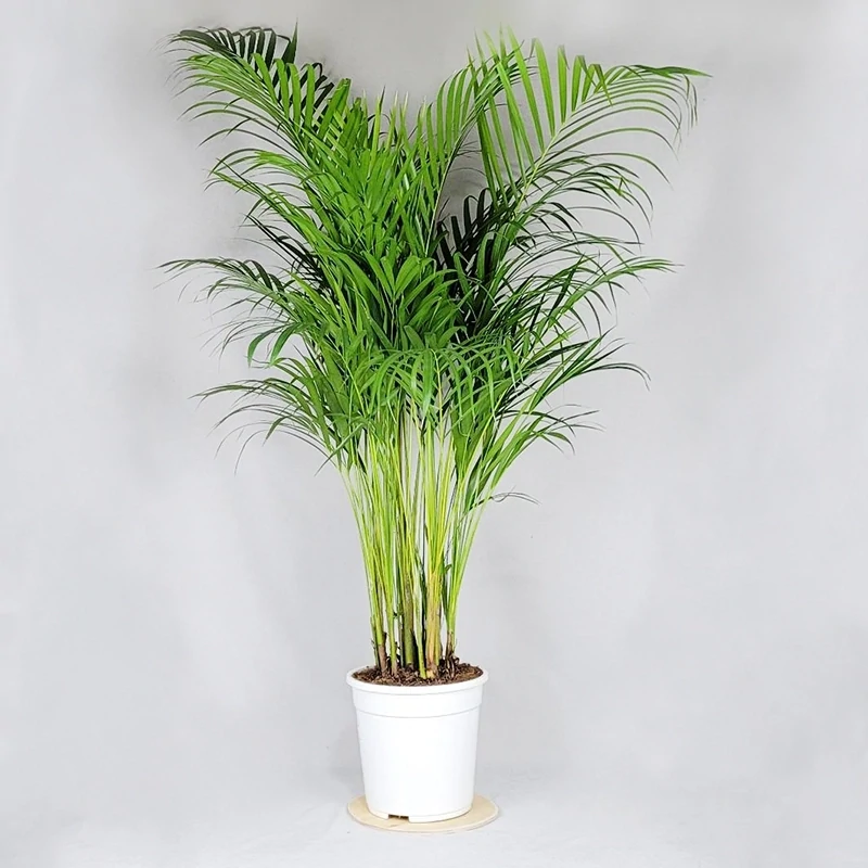 Dypsis