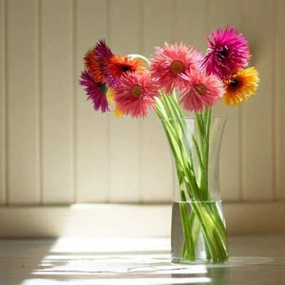Gerbera for sunny disposition