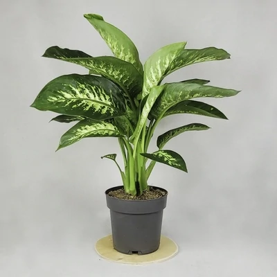 Dieffenbachia