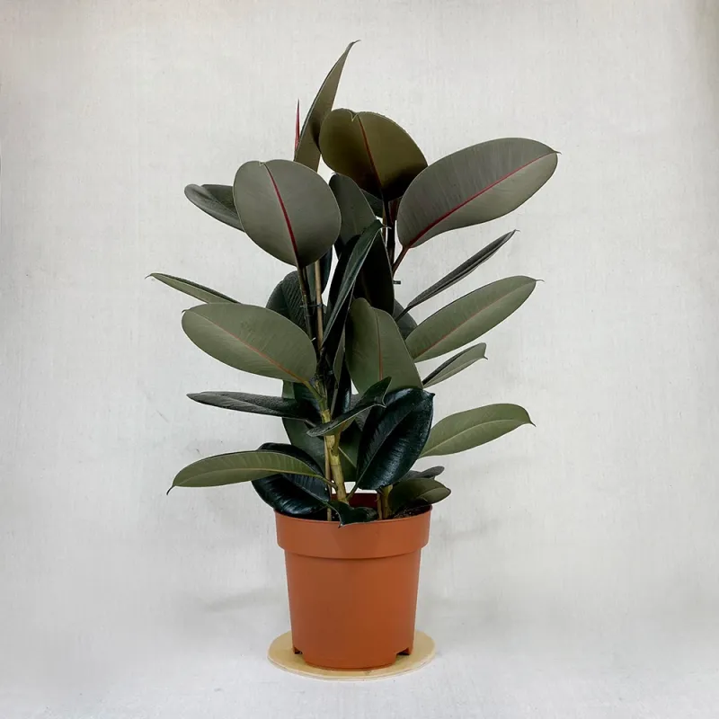 Ficus with 2 branches 90 cm