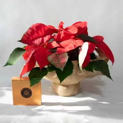 Christmas star