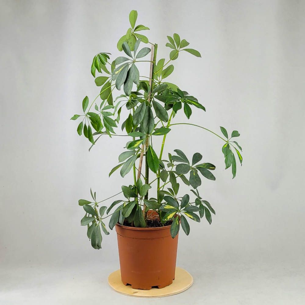 Schefflera 70cm