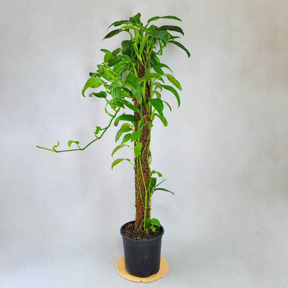 Epipremnum 120 sm