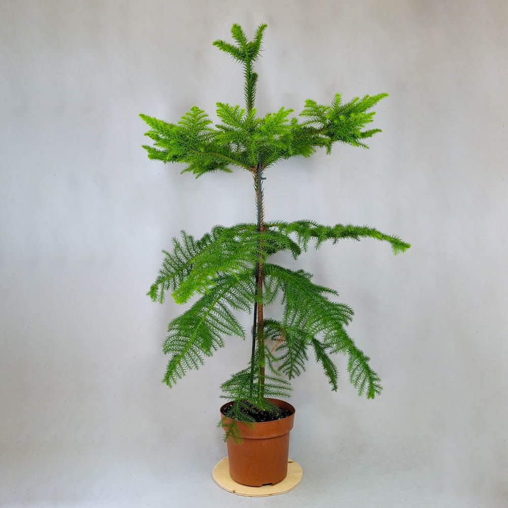 Araucaria 120 см