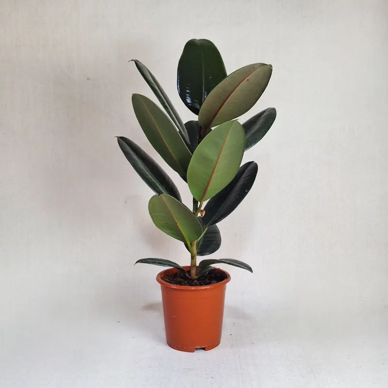 Ficus 80 cm