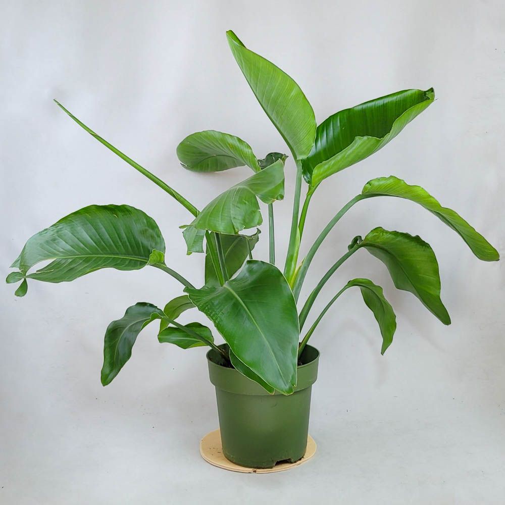 Strelicia