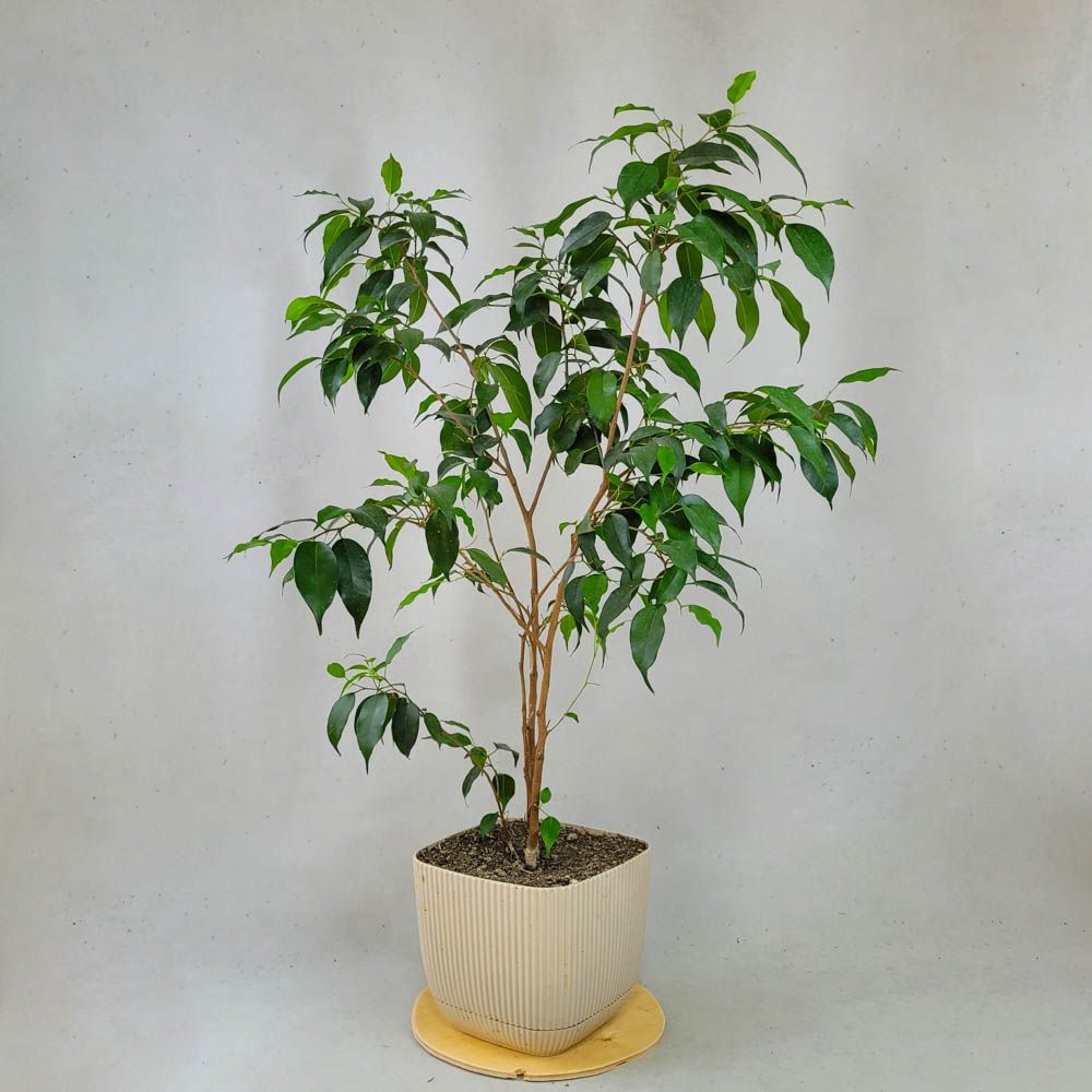 Ficus Benjamina