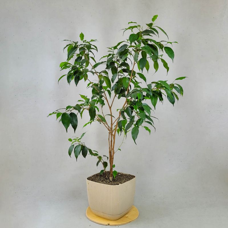 Ficus Benjamina