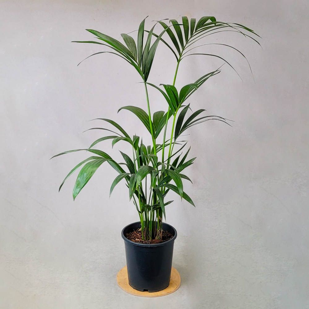 Howea 150 cm