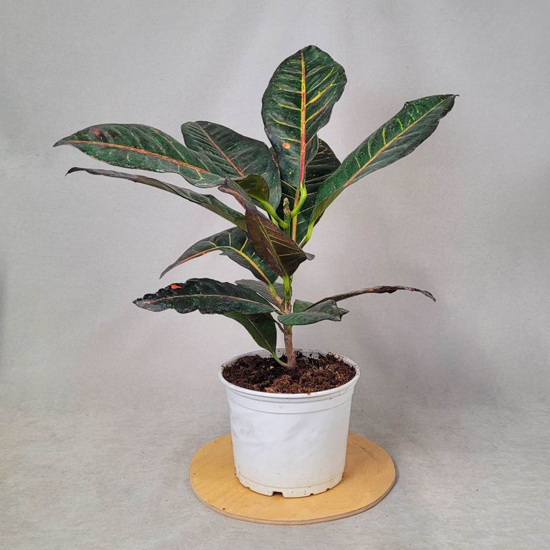 Croton 50 cm