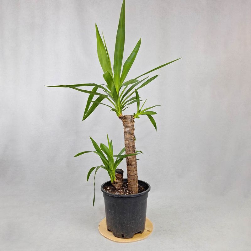 Yucca 90cm