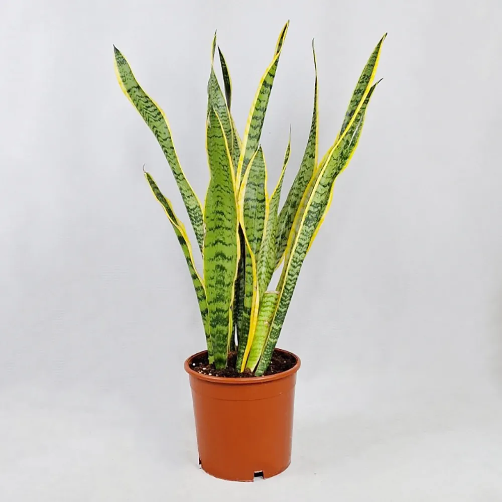Sansevieria 40 cm