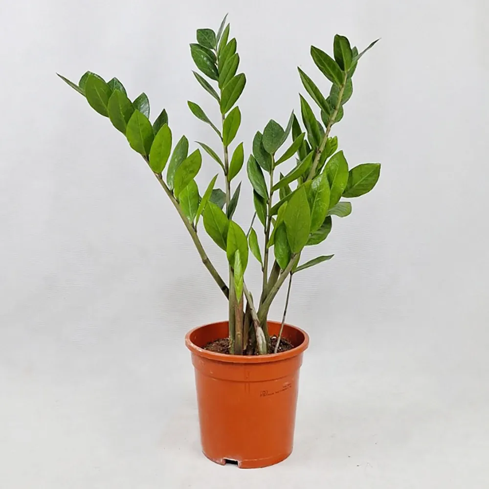 Zamioculcas 50 cm