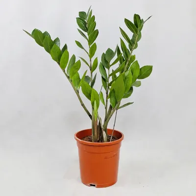 Zamioculcas 60 cm