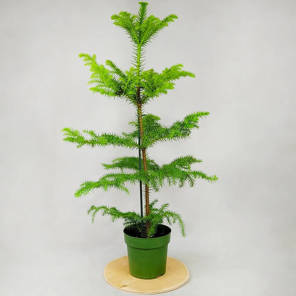 Araucaria 75 см